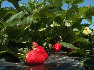 Jagode iz doline Neretve