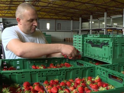 Jagode iz doline Neretve