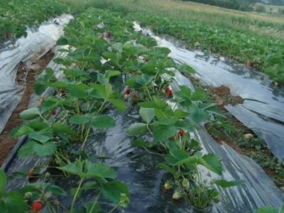 Ovo je stvarno odlično