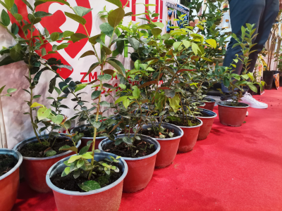 Jagode - od sadnice do prodavnice