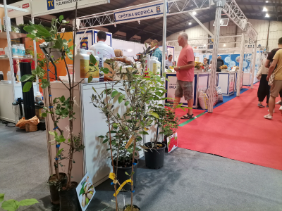 Jagode - od sadnice do prodavnice