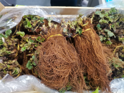 Jagode - od sadnice do prodavnice