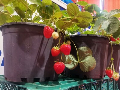 Jagode - od sadnice do prodavnice