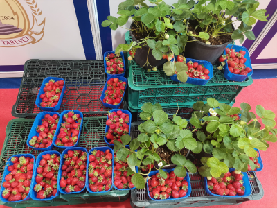 Jagode - od sadnice do prodavnice