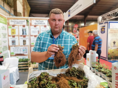 Jagode - od sadnice do prodavnice