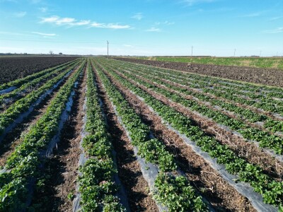 Jagode preduzeća Intersad