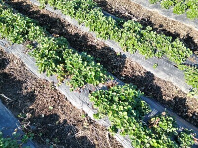 Jagode preduzeća Intersad