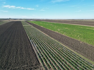 Jagode preduzeća Intersad