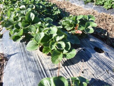 Jagode preduzeća Intersad