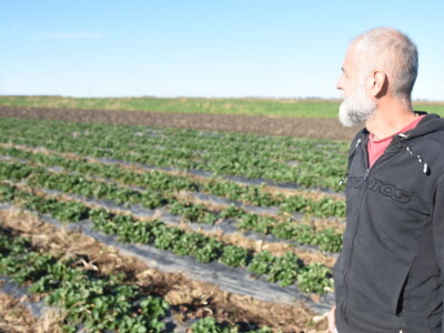 Jagode preduzeća Intersad