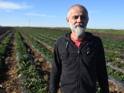Jagode preduzeća Intersad