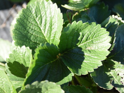 Jagode preduzeća Intersad