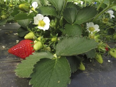 Jagode u punom cvatu, zrenju...