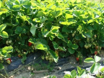 Bujnost nasada jagoda