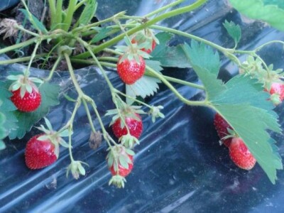 Jagode iz Gacke doline