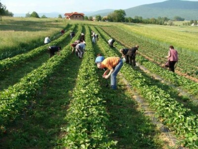Turisti u berbi jagoda