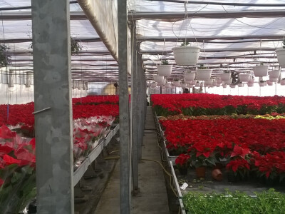 Kao i Božićne zvijezde