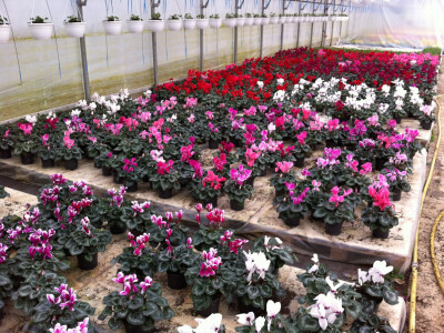 I ciklame su procvale