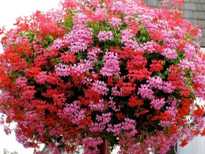 Pelargonije su uvijek tražene