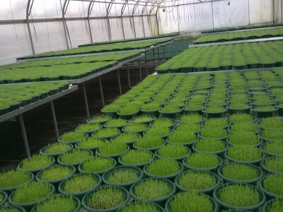 Kupci već mogu nabaviti božićnu pšenicu