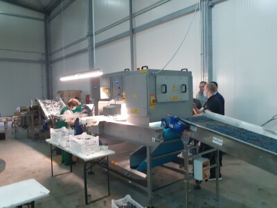 Jagodičasto voće Jagodičasto voće