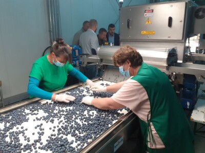 Jagodičasto voće Jagodičasto voće