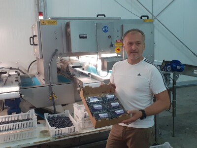 Jagodičasto voće Jagodičasto voće