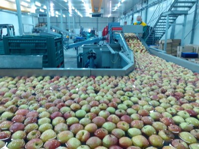 Jagodičasto voće Jagodičasto voće