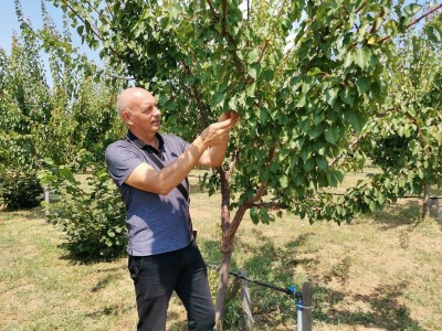Jagodinski voćari zadovoljni rodom i cenama