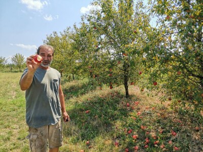 Jagodinski voćari zadovoljni rodom i cenama