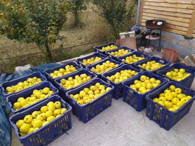 Jagodinski voćari zadovoljni rodom i cenama