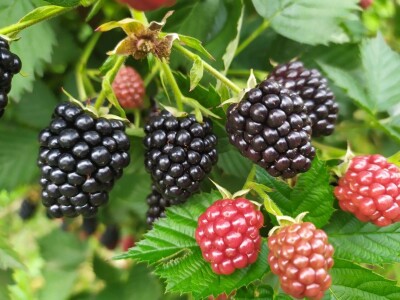 Jagodinski voćari zadovoljni rodom i cenama