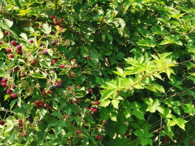 Jagodinski voćari zadovoljni rodom i cenama