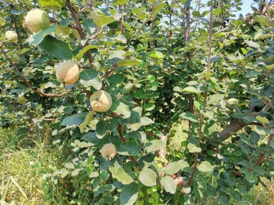 Jagodinski voćari zadovoljni rodom i cenama