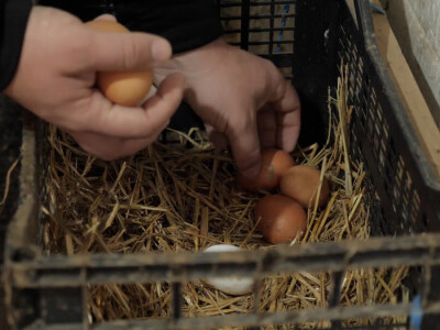 On je junak, a ona šefica! Eldin i Armina Muhović prepoznali blagodati sela