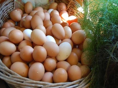 Jaja koka hrvatica iz uzgoja BZ Pauk-Čeka