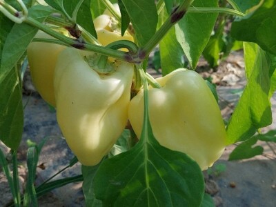 Jaja plamenca i sovice na paprici