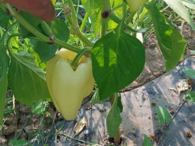 Jaja plamenca i sovice na paprici