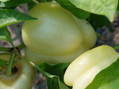 Jaja plamenca i sovice na paprici