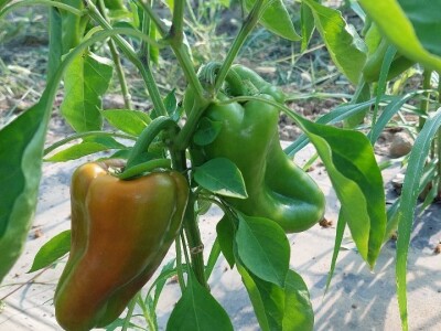 Jaja plamenca i sovice na paprici