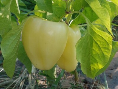 Jaja plamenca i sovice na paprici