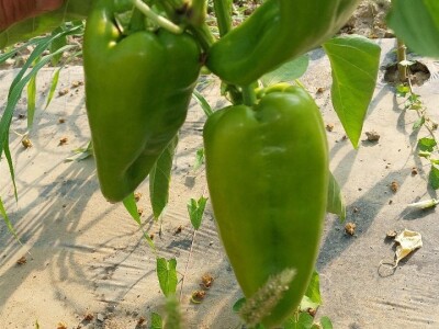 Jaja plamenca i sovice na paprici