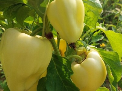 Jaja plamenca i sovice na paprici