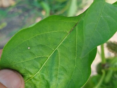 Jaja plamenca i sovice na paprici