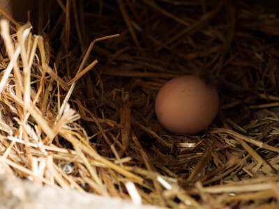 On je junak, a ona šefica! Eldin i Armina Muhović prepoznali blagodati sela