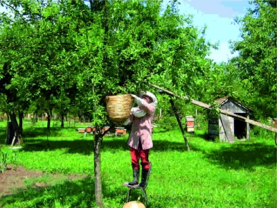 Skidanje roja