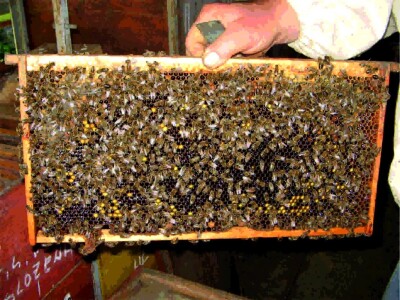 Vrijedni kukci Vrijedni kukci