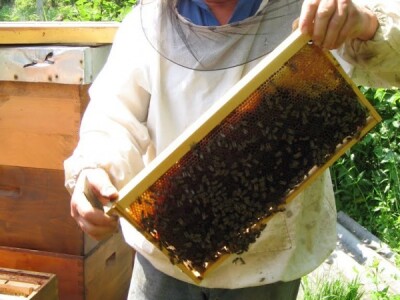 Ove godine propale glavne paše Ove godine propale glavne paše