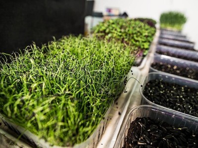 Jana proizvodi mikrobilje i klice u centru grada Jana proizvodi mikrobilje i klice u centru grada