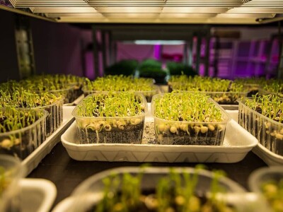 Jana proizvodi mikrobilje i klice u centru grada Jana proizvodi mikrobilje i klice u centru grada